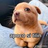 apoco.zy.tilin