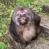 macaco_sacudo