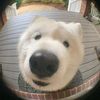 sniffasniffa