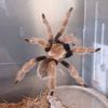 somos_tarantulas