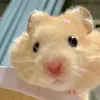 ngdepchetduoi