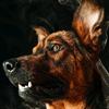 malinois_tyler