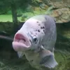 rybolas300