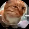 wolop8