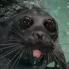 sealtok_enthusiast
