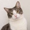 pencintakucing1278