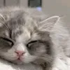 nekomaru1140