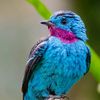 birdonclaws