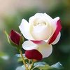 azra.bibb