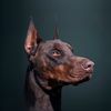 drogothedoberman