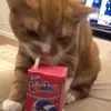 milk_45227