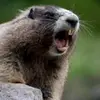 Marmota Problemática