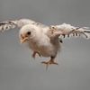 babybirdproductions