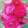 zainabjassm2