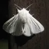 000white_negr000