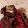 yasmeen.mohammed27