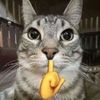 SigmaCat