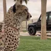 sjtlr