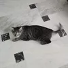 tommaso_butteti