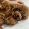 hungnguyen_50