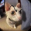 kisicshka