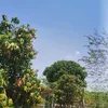 tm.nguyn2412