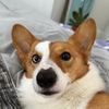 Corgi Finds