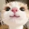 alexchillnhac
