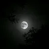 ali.reza243