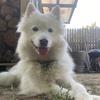 samoyed_a