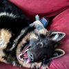 gsd_momfurever
