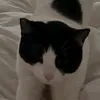 thetadzio