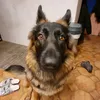 lotarsmeija