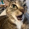 italianfeline