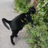 ellie_is_dog1