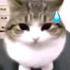 sigmarizztoilet27