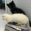 4emmeoxinhiu