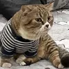 Noah chơi TikTok