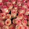 love.kras.n