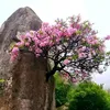 nguyn.mai8798