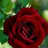 danyal.tariq6