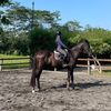 .allabouthorse