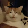 french_cat9