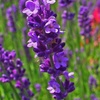 lavenderrose202