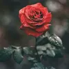 user4301213200800