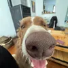 LaGourmance