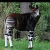 user3196assumani