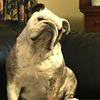 bulldog.brody
