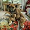 echothepup