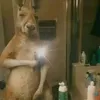 el.macaco00
